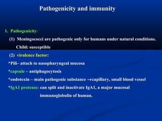 1. Pathogenicity:
(1) Meningococci are pathogenic only for humans under natural conditions.
Child: susceptible
(2) virulence factor:
*Pili– attach to nasopharyngeal mucosa
*capsule – antiphagocytosis
*endotoxin – main pathogenic substance →capillary, small blood vessel
*IgA1 protease: can split and inactivate IgA1, a major mucosal
immunoglobulin of human.
Pathogenicity and immunity
 