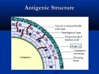 Antigenic StructureAntigenic Structure
 
