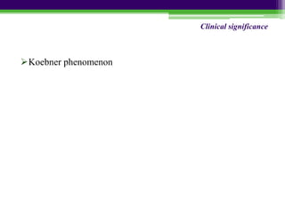 Koebner phenomenon
Clinical significance
 