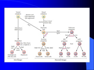 9 - Endodermal derivatives-53.ppt