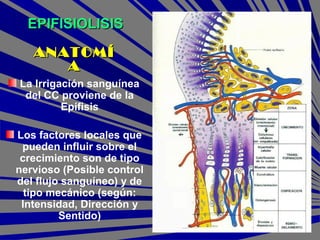 EPIFISIOLISISEPIFISIOLISIS
La Irrigación sanguínea
del CC proviene de la
Epífisis
Los factores locales que
pueden influir sobre el
crecimiento son de tipo
nervioso (Posible control
del flujo sanguíneo) y de
tipo mecánico (según:
Intensidad, Dirección y
Sentido)
ANATOMÍANATOMÍ
AA
 