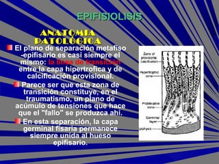 EPIFISIOLISISEPIFISIOLISIS
El plano de separación metafiso
-epifisario es casi siempre el
mismo: la línea de transición
entre la capa hipertrofica y de
calcificación provisional.
Parece ser que esta zona de
transición constituye, en el
traumatismo, un plano de
acúmulo de tensiones que hace
que el "fallo" se produzca ahí.
En esta separación, la capa
germinal fisaria permanece
siempre unida al hueso
epifisario.
ANATOMIAANATOMIA
PATOLÓGICAPATOLÓGICA
 