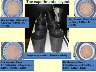 The experimental layout



Low biomass - Monoculture                                            High biomass - Monoculture
P. cupreus = 0.098g X 6                                              H. affinis = 0.051g X 24
= 0.588g                                                             = 1.224g




                          Response: proportion of larvae surviving

Low biomass - Binary                                          High biomass - Binary
1 P. melanarius + 3 P. cupreus =                              2 P. melanarius + 12 H. affinis =
0.195g + 0.294g = 0.489g                                      0.39g + 0.612g = 1.002g
 
