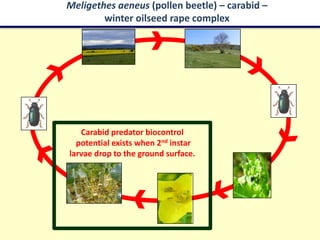 Meligethes aeneus (pollen beetle) – carabid –
        winter oilseed rape complex




   Carabid predator biocontrol
  potential exists when 2nd instar
larvae drop to the ground surface.
 