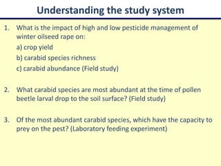Understanding the study system
1. What is the impact of high and low pesticide management of
   winter oilseed rape on:
   a) crop yield
   b) carabid species richness
   c) carabid abundance (Field study)

2. What carabid species are most abundant at the time of pollen
   beetle larval drop to the soil surface? (Field study)

3. Of the most abundant carabid species, which have the capacity to
   prey on the pest? (Laboratory feeding experiment)
 