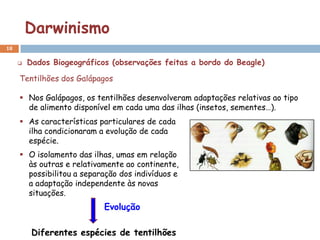 Darwinismo
18

        Dados Biogeográficos (observações feitas a bordo do Beagle)

     Tentilhões dos Galápagos

      Nos Galápagos, os tentilhões desenvolveram adaptações relativas ao tipo
       de alimento disponível em cada uma das ilhas (insetos, sementes…).
      As características particulares de cada
       ilha condicionaram a evolução de cada
       espécie.
      O isolamento das ilhas, umas em relação
       às outras e relativamente ao continente,
       possibilitou a separação dos indivíduos e
       a adaptação independente às novas
       situações.
                            Evolução

          Diferentes espécies de tentilhões
 