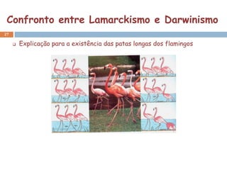 Confronto entre Lamarckismo e Darwinismo
27

        Explicação para a existência das patas longas dos flamingos
 