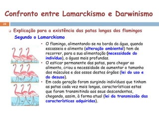 Confronto entre Lamarckismo e Darwinismo
28

        Explicação para a existência das patas longas dos flamingos
         Segundo o Lamarckismo
                     • O flamingo, alimentando-se na borda da água, quando
                       escasseia o alimento (alteração ambiental) tem de
                       recorrer, para a sua alimentação (necessidade do
                       indivíduo), a águas mais profundas.
                     • O esticar permanente das patas, para chegar ao
                       alimento, criou a necessidade de aumentar o tamanho
                       dos músculos e dos ossos destes órgãos (lei do uso e
                       do desuso).
                     • Em cada geração foram surgindo indivíduos que tinham
                       as patas cada vez mais longas, características estas
                       que foram transmitindo aos seus descendentes,
                       chegando, assim, à forma atual (lei da transmissão das
                       características adquiridas).
 