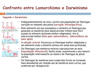 Confronto entre Lamarckismo e Darwinismo
29

 Segundo o Darwinismo

              • Independentemente do meio, existia nas populações de flamingos
                variação no tamanho das patas (variação intraespecífica).
              • Num ambiente em que escasseava o alimento os flamingos que
                possuíam os membros mais desenvolvidos tinham mais fácil
                acesso ao alimento (estavam melhor adaptados), isto é,
                sobreviviam melhor (luta pela sobrevivência, sobrevivência do
                mais apto).
              • A seleção natural favoreceu os flamingos melhor adaptados a
                um ambiente onde o alimento estava em zonas mais profundas.
              • Os flamingos com membros maiores reproduziram-se mais
                (reprodução diferencial). Deste modo, aumentaram o seu número
                na população relativamente ao número de flamingos de patas
                curtas.
              • Os flamingos de membros mais compridos foram-se tornando
                mais abundantes em relação aos de membros mais curtos, que
                acabaram por desaparecer.
 