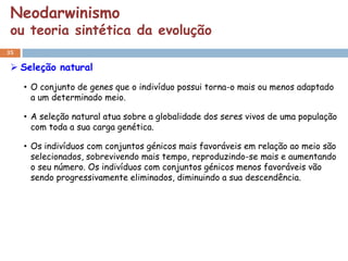 Neodarwinismo
 ou teoria sintética da evolução
35

  Seleção natural

     • O conjunto de genes que o indivíduo possui torna-o mais ou menos adaptado
       a um determinado meio.

     • A seleção natural atua sobre a globalidade dos seres vivos de uma população
       com toda a sua carga genética.

     • Os indivíduos com conjuntos génicos mais favoráveis em relação ao meio são
       selecionados, sobrevivendo mais tempo, reproduzindo-se mais e aumentando
       o seu número. Os indivíduos com conjuntos génicos menos favoráveis vão
       sendo progressivamente eliminados, diminuindo a sua descendência.
 