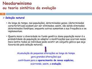 Neodarwinismo
 ou teoria sintética da evolução
36

  Seleção natural

     • Ao longo do tempo, nas populações, determinados genes, (determinadas
       características) acabam por ser eliminados; assim, vão sendo eliminados
       determinados fenótipos, enquanto outros aumentam a sua frequência e se
       implementam.

     • Quanto maior a diversidade no fundo genético duma população maior é a
       probabilidade da população se adaptar a modificações que ocorram nesse
       meio (entre todos os indivíduos pode existir um conjunto génico que seja
       favorecido pela seleção natural).


               Acumulação de pequenas alterações ao longo do tempo
                           gera grandes alterações que
               contribuem para o aparecimento de novas espécies,
                           ocorrendo, assim, a evolução.
 