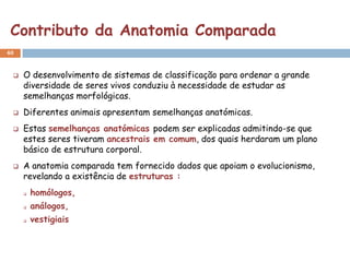 Contributo da Anatomia Comparada
40


    O desenvolvimento de sistemas de classificação para ordenar a grande
     diversidade de seres vivos conduziu à necessidade de estudar as
     semelhanças morfológicas.
    Diferentes animais apresentam semelhanças anatómicas.
    Estas semelhanças anatómicas podem ser explicadas admitindo-se que
     estes seres tiveram ancestrais em comum, dos quais herdaram um plano
     básico de estrutura corporal.
    A anatomia comparada tem fornecido dados que apoiam o evolucionismo,
     revelando a existência de estruturas :
        homólogos,
        análogos,
        vestigiais
 