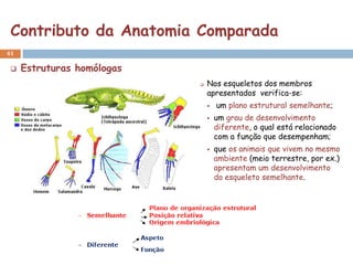 Contributo da Anatomia Comparada
41

    Estruturas homólogas
                               Nos esqueletos dos membros
                                apresentados verifica-se:
                                   um plano estrutural semelhante;
                                   um grau de desenvolvimento
                                    diferente, o qual está relacionado
                                    com a função que desempenham;
                                   que os animais que vivem no mesmo
                                    ambiente (meio terrestre, por ex.)
                                    apresentam um desenvolvimento
                                    do esqueleto semelhante.
 
