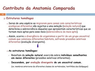 Contributo da Anatomia Comparada
42

    Estruturas homólogas
        Seres de uma espécie ao migrarem para zonas com características
         ecológicas diferentes são sujeitos a uma seleção (seleção natural) que
         determina a sobrevivência daqueles que apresentam características que os
         tornam mais aptos para esse meio (sobrevivência do mais apto).
        Assim, ocorre a divergência de organismos a partir de um grupo ancestral
         comum que colonizou diferentes habitats, sofrendo pressões seletivas
         diferentes (evolução divergente).


        As estruturas homólogas:
            Resultam da seleção natural exercida sobre indivíduos semelhantes
             em meios diferentes (pressões seletivas diferentes).
            Descendem, por evolução divergente de um ancestral comum.
             (ex. membros anteriores de diferentes classes de vertebrados, tentilhões dos Galápagos)
 
