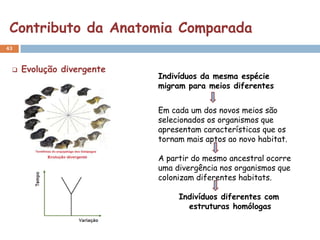 Contributo da Anatomia Comparada
43



    Evolução divergente
                           Indivíduos da mesma espécie
                           migram para meios diferentes


                           Em cada um dos novos meios são
                           selecionados os organismos que
                           apresentam características que os
                           tornam mais aptos ao novo habitat.

                           A partir do mesmo ancestral ocorre
                           uma divergência nos organismos que
                           colonizam diferentes habitats.

                                Indivíduos diferentes com
                                  estruturas homólogas
 