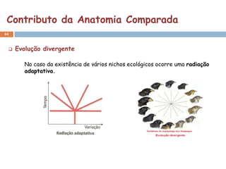 Contributo da Anatomia Comparada
44



    Evolução divergente

        No caso da existência de vários nichos ecológicos ocorre uma radiação
        adaptativa.
 