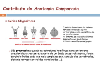Contributo da Anatomia Comparada
46


        Séries filogenéticas

                                                        O estudo da anatomia do sistema
                                                        nervoso central (SNC) dos
                                                        vertebrados revela a existência de
                                                        um padrão comum.
                                                        No entanto, os seus componentes
                                                        desenvolveram-se de forma
                                                        diferente em diferentes grupos.



            São progressivas quando as estruturas homólogas apresentam uma
             complexidade crescente; a partir de um órgão ancestral simples, foram
             surgindo órgãos cada vez mais complexos (ex. coração dos vertebrados,
             sistema nervoso central dos vertebrados …).
 