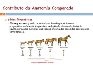 Contributo da Anatomia Comparada
47


        Séries filogenéticas
            São regressivas quando as estruturas homólogas se tornam
             progressivamente mais simples (ex. redução do número de dedos do
             cavalo, perda dos membros das cobras, atrofia dos ossos das asas de aves
             corredoras…).
 