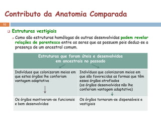 Contributo da Anatomia Comparada
52

        Estruturas vestigiais
            Como são estruturas homólogas de outras desenvolvidas podem revelar
             relações de parentesco entre os seres que as possuem pois deduz-se a
             presença de um ancestral comum.

                          Estruturas que foram úteis e desenvolvidos
                                  em ancestrais no passado

             Indivíduos que colonizaram meios em   Indivíduos que colonizaram meios em
             que estes órgãos lhe conferiam        que são favorecidas as formas que têm
             vantagem adaptativa                   esses órgãos atrofiados
                                                   (os órgãos desenvolvidos não lhe
                                                   conferiam vantagem adaptativa)

             Os órgãos mantiveram-se funcionais    Os órgãos tornaram-se dispensáveis e
             e bem desenvolvidos                   vestigiais
 