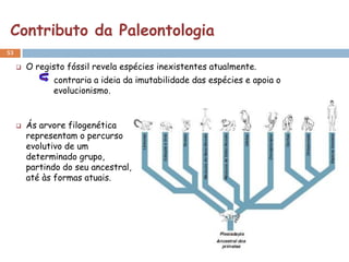 Contributo da Paleontologia
53

        O registo fóssil revela espécies inexistentes atualmente.
               contraria a ideia da imutabilidade das espécies e apoia o
               evolucionismo.


        Ás arvore filogenética
         representam o percurso
         evolutivo de um
         determinado grupo,
         partindo do seu ancestral,
         até às formas atuais.
 