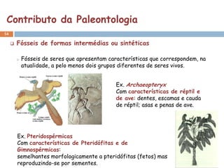 Contributo da Paleontologia
54

        Fósseis de formas intermédias ou sintéticas

         o   Fósseis de seres que apresentam características que correspondem, na
             atualidade, a pelo menos dois grupos diferentes de seres vivos.


                                               Ex. Archaeopteryx
                                               Com características de réptil e
                                               de ave: dentes, escamas e cauda
                                               de réptil; asas e penas de ave.




         Ex. Pteridospérmicas
         Com características de Pteridófitas e de
         Gimnospérmicas:
         semelhantes morfologicamente a pteridófitas (fetos) mas
         reproduzindo-se por sementes.
 