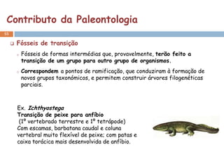 Contributo da Paleontologia
55

        Fósseis de transição
         o   Fósseis de formas intermédias que, provavelmente, terão feito a
             transição de um grupo para outro grupo de organismos.
         o   Correspondem a pontos de ramificação, que conduziram à formação de
             novos grupos taxonómicos, e permitem construir árvores filogenéticas
             parciais.



         Ex. Ichthyostega
         Transição de peixe para anfíbio
          (1º vertebrado terrestre e 1º tetrápode)
         Com escamas, barbatana caudal e coluna
         vertebral muito flexível de peixe; com patas e
         caixa torácica mais desenvolvida de anfíbio.
 