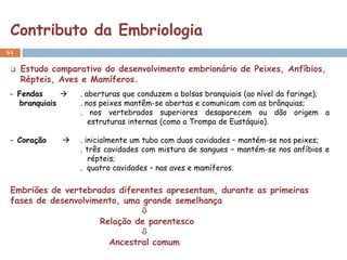 Contributo da Embriologia
61


    Estudo comparativo do desenvolvimento embrionário de Peixes, Anfíbios,
     Répteis, Aves e Mamíferos.
- Fendas         . aberturas que conduzem a bolsas branquiais (ao nível da faringe);
  branquiais      . nos peixes mantêm-se abertas e comunicam com as brânquias;
                  . nos vertebrados superiores desaparecem ou dão origem a
                     estruturas internas (como a Trompa de Eustáquio).

- Coração        . inicialmente um tubo com duas cavidades – mantém-se nos peixes;
                  . três cavidades com mistura de sangues – mantém-se nos anfíbios e
                     répteis;
                  . quatro cavidades – nas aves e mamíferos.

 Embriões de vertebrados diferentes apresentam, durante as primeiras
 fases de desenvolvimento, uma grande semelhança
                              
                     Relação de parentesco
                              
                       Ancestral comum
 