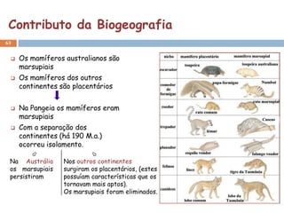 Contributo da Biogeografia
63


    Os mamíferos australianos são
     marsupiais
    Os mamíferos dos outros
     continentes são placentários


    Na Pangeia os mamíferos eram
     marsupiais
    Com a separação dos
     continentes (há 190 M.a.)
     ocorreu isolamento.
                          
 Na Austrália     Nos outros continentes
 os marsupiais    surgiram os placentários, (estes
 persistiram      possuíam características que os
                  tornavam mais aptos).
                  Os marsupiais foram eliminados.
 