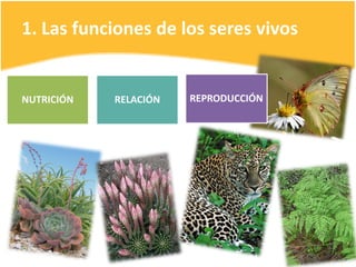 1. Las funciones de los seres vivos
NUTRICIÓN RELACIÓN REPRODUCCIÓN