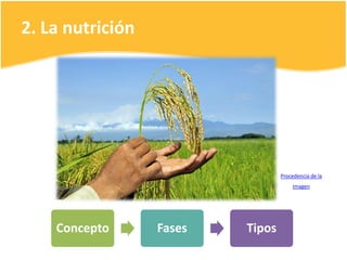 2. La nutrición
Procedencia de la
imagen
Concepto Fases Tipos