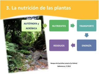 3. La nutrición de las plantas
AUTÓTROFA y
NUTRIENTES TRANSPORTE
AERÓBICA
RESIDUOS ENERGÍA
Bosque de laurisilva canaria (La Palma)
Ballesteros, P. 2012