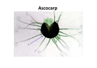 Ascocarp
 
