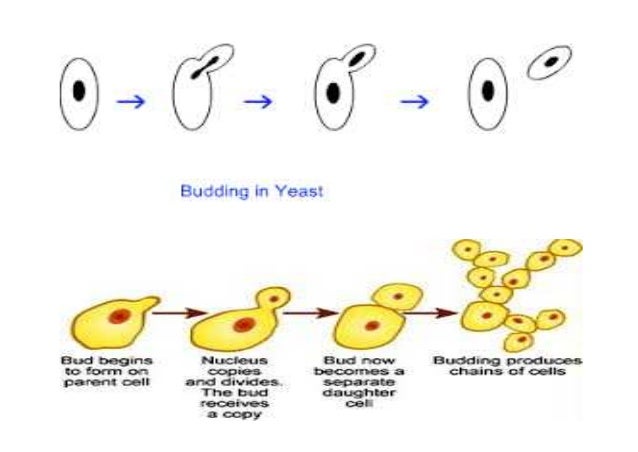 fungi yeast yeast form