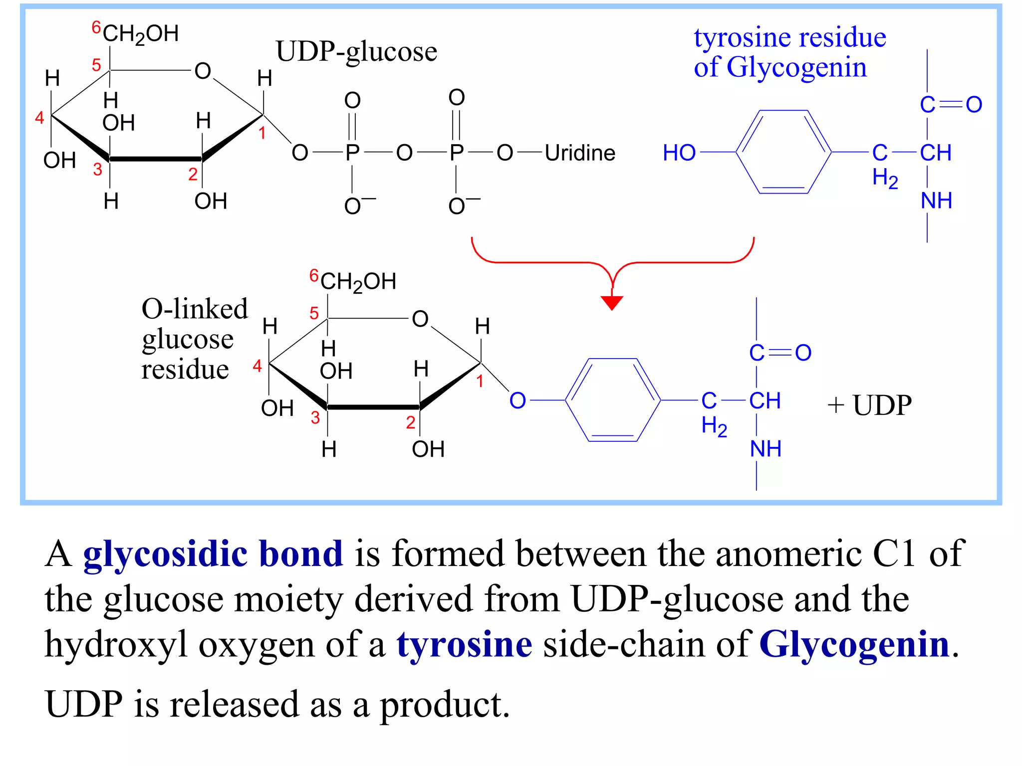 A glycosidic bond is formed between the anomeric C1 of
the glucose moiety derived from UDP-glucose and the
hydroxyl oxygen of a tyrosine side-chain of Glycogenin.
UDP is released as a product.
H O
OH
H
OHH
OH
CH2OH
H
O H
H
OHH
OH
CH2OH
H
O
HH
C
CH
NH
C
H2
O
O
H O
OH
H
OHH
OH
CH2OH
H
H
C
CH
NH
C
H2
O
O
1
5
4
3 2
6
H O
OH
H
OHH
OH
CH2OH
H
H
O
1
5
4
3 2
6
P O P O Uridine
O
O−
O
O−
C
CH
NH
C
H2
HO
O
tyrosine residue
of Glycogenin
O-linked
glucose
residue
+ UDP
UDP-glucose
 