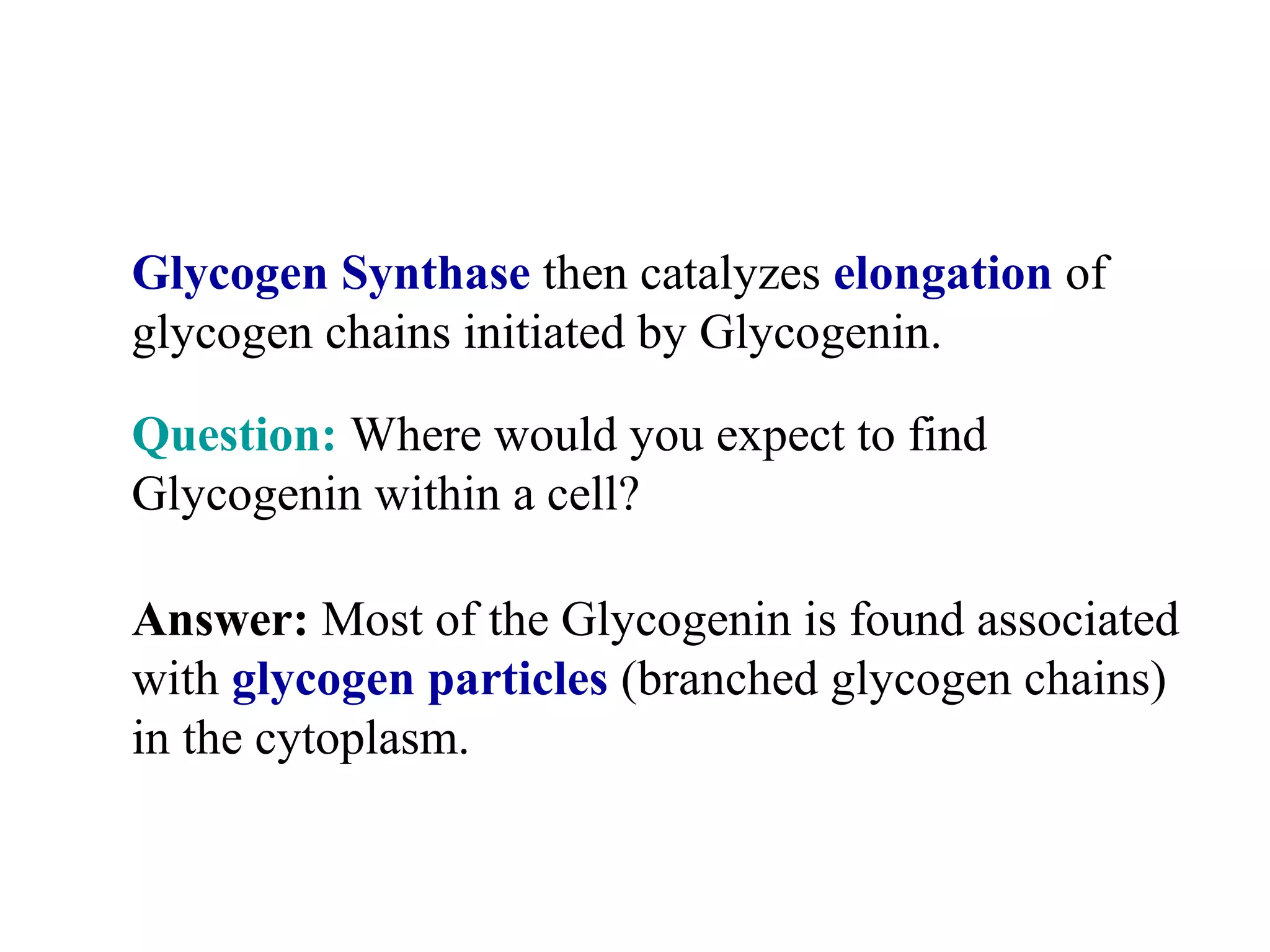 Answer: Most of the Glycogenin is found associated
with glycogen particles (branched glycogen chains)
in the cytoplasm.
Glycogen Synthase then catalyzes elongation of
glycogen chains initiated by Glycogenin.
Question: Where would you expect to find
Glycogenin within a cell?
 