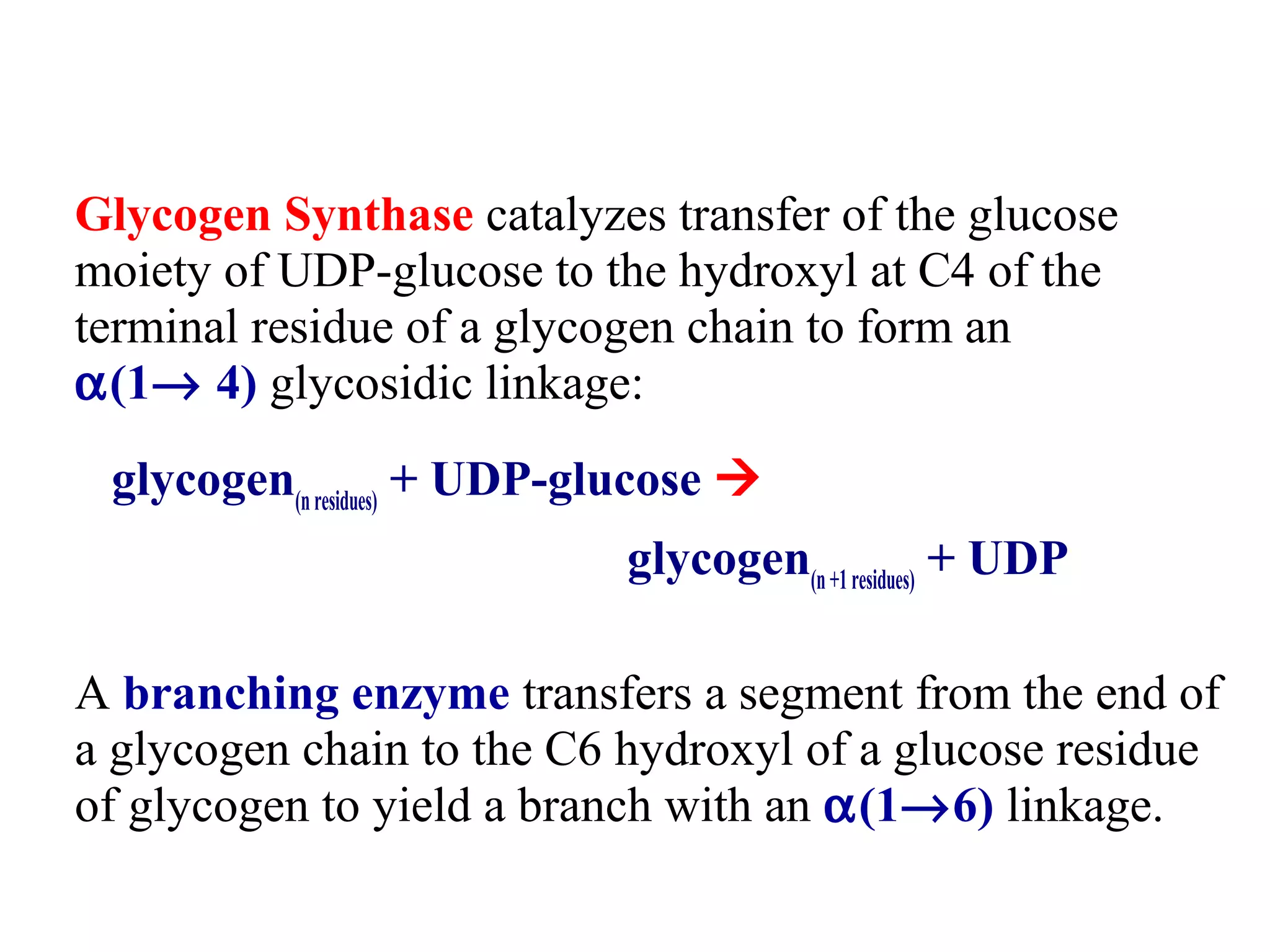 Glycogen Synthase catalyzes transfer of the glucose
moiety of UDP-glucose to the hydroxyl at C4 of the
terminal residue of a glycogen chain to form an
α(1→ 4) glycosidic linkage:
glycogen(nresidues)
+ UDP-glucose 
glycogen(n+1residues)
+ UDP
A branching enzyme transfers a segment from the end of
a glycogen chain to the C6 hydroxyl of a glucose residue
of glycogen to yield a branch with an α(1→6) linkage.
 