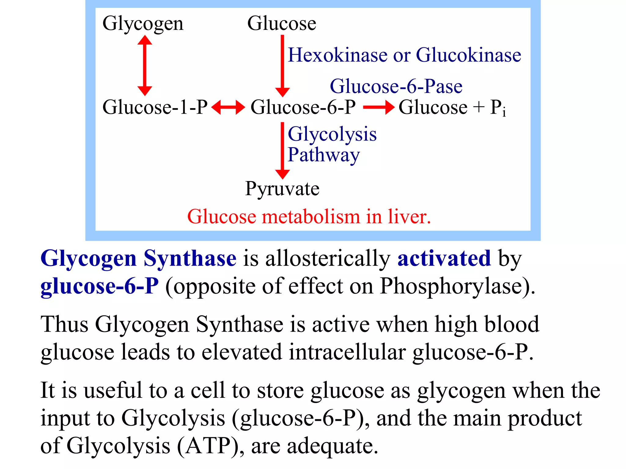 Glycogen Synthase is allosterically activated by
glucose-6-P (opposite of effect on Phosphorylase).
Thus Glycogen Synthase is active when high blood
glucose leads to elevated intracellular glucose-6-P.
It is useful to a cell to store glucose as glycogen when the
input to Glycolysis (glucose-6-P), and the main product
of Glycolysis (ATP), are adequate.
Glycogen Glucose
Hexokinase or Glucokinase
Glucose-6-Pase
Glucose-1-P Glucose-6-P Glucose + Pi
Glycolysis
Pathway
Pyruvate
Glucose metabolism in liver.
 