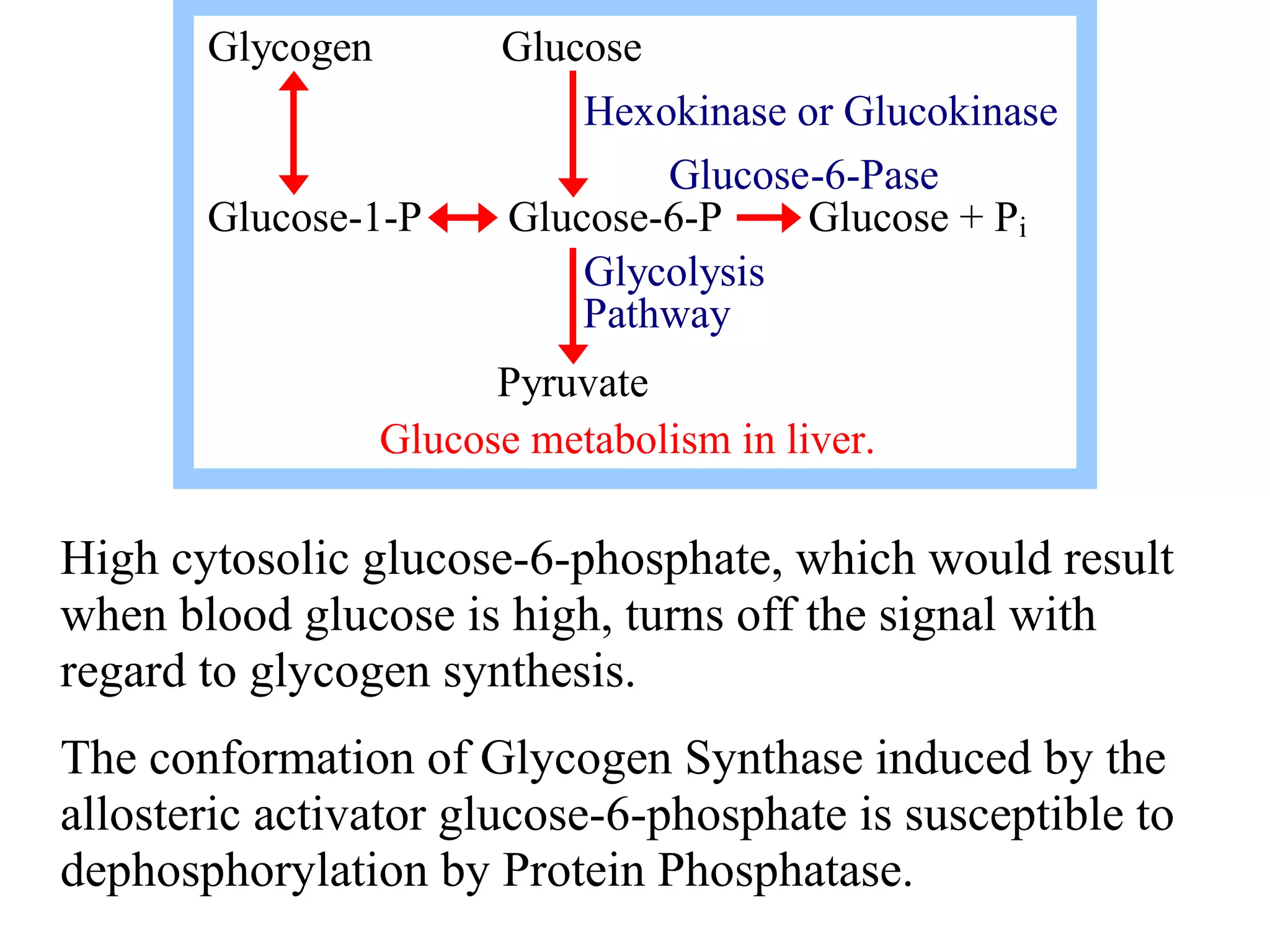 High cytosolic glucose-6-phosphate, which would result
when blood glucose is high, turns off the signal with
regard to glycogen synthesis.
The conformation of Glycogen Synthase induced by the
allosteric activator glucose-6-phosphate is susceptible to
dephosphorylation by Protein Phosphatase.
Glycogen Glucose
Hexokinase or Glucokinase
Glucose-6-Pase
Glucose-1-P Glucose-6-P Glucose + Pi
Glycolysis
Pathway
Pyruvate
Glucose metabolism in liver.
 