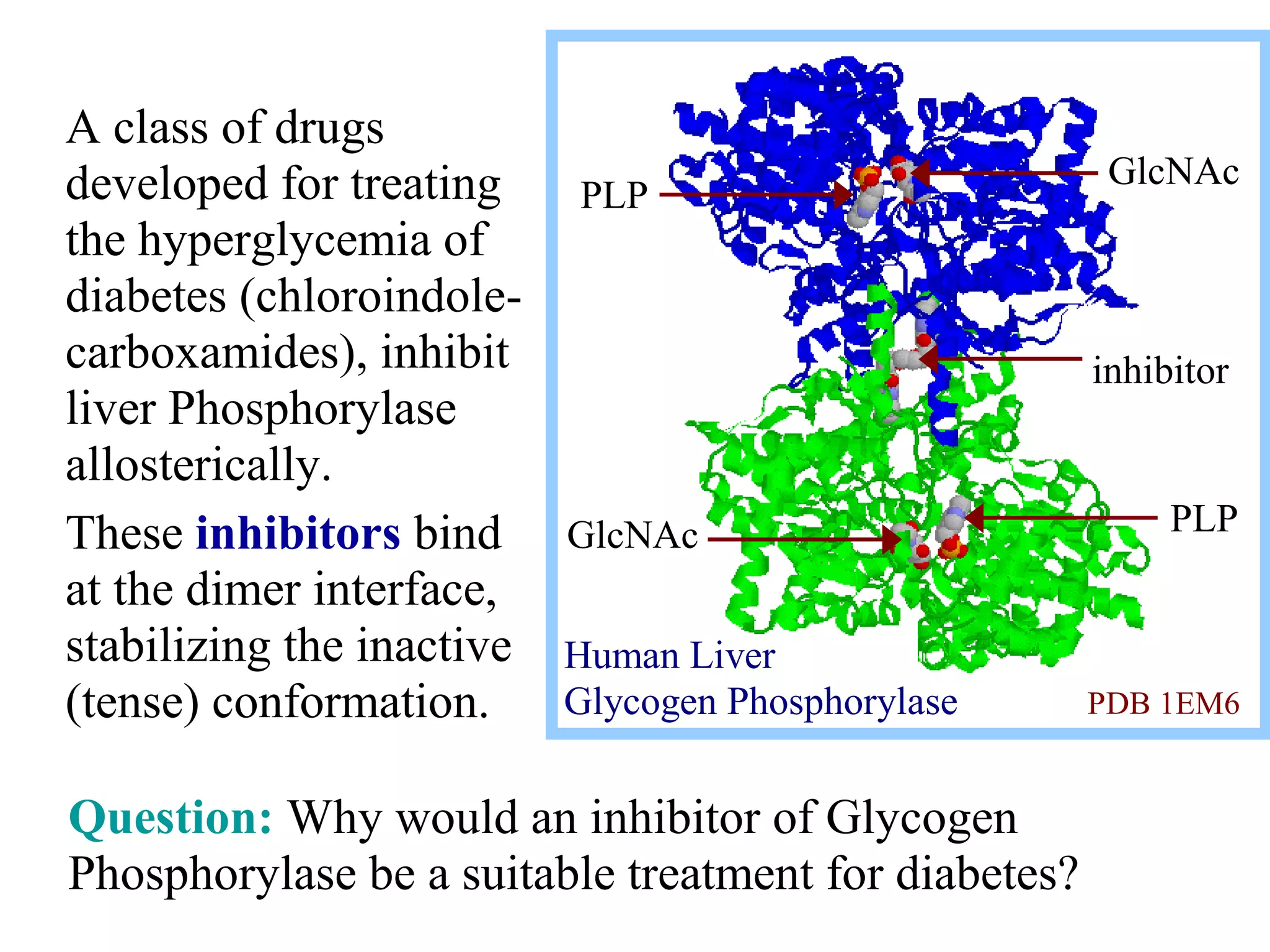 Question: Why would an inhibitor of Glycogen
Phosphorylase be a suitable treatment for diabetes?
A class of drugs
developed for treating
the hyperglycemia of
diabetes (chloroindole-
carboxamides), inhibit
liver Phosphorylase
allosterically.
These inhibitors bind
at the dimer interface,
stabilizing the inactive
(tense) conformation.
PLP
PLP
GlcNAc
GlcNAc
inhibitor
Human Liver
Glycogen Phosphorylase PDB 1EM6
 