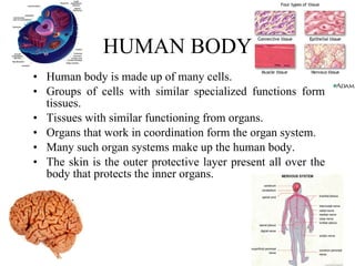 9. human body | PPT