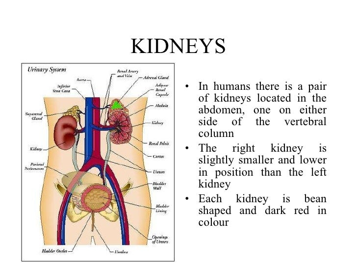 On what side of your body is your kidney located?