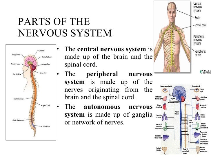 9. human body