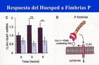 Respuesta del Huesped a Fimbrias P 