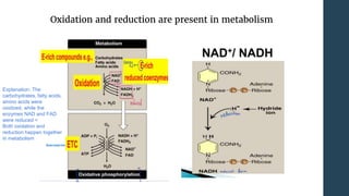 Oxidation and reduction are present in metabolism
Explanation: The
carbohydrates, fatty acids,
amino acids were
oxidized, while the
enzymes NAD and FAD
were reduced =
Both oxidation and
reduction happen together
in metabolism
 