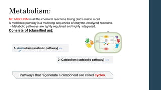 Metabolism:
METABOLISM is all the chemical reactions taking place inside a cell.
A metabolic pathway is a multistep sequences of enzyme-catalyzed reactions.
> Metabolic pathways are tightly regulated and highly integrated.
Consists of (classified as):
Pathways that regenerate a component are called cycles.
1- Anabolism (anabolic pathway) ‫بناءة‬
2- Catabolism (catabolic pathway) ‫هدامة‬
‫بنى‬
 