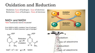 Oxidation and Reduction
Oxidation: Loss of hydrogen - Loss of electrons
Reduction: Gain of hydrogen - Gain of electrons
From NADH to NAD+ (oxidation) “loss of hydrogen”
From NAD+ to NADH (reduction) “gain of hydrogen”
NAD+ and NADH
“NAD= Nicotinamide Adenine Dinucleotide”
 