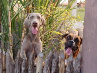 investigação epidemiológica