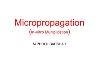 Micropropagation
(In-Vitro Multiplication)
M.PHOOL BADSHAH
 