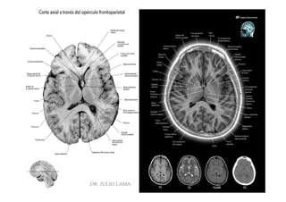 Pregrado – Dr Yee
DR. JULIO LAMA
 