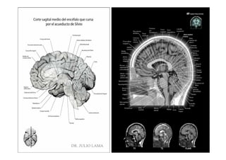 Pregrado – Dr Yee
DR. JULIO LAMA
 